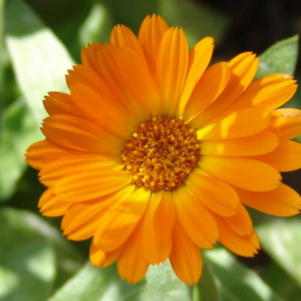 GartenRingelblume Calendula officialis Bienenroute